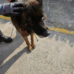 경남 김해시 아나톨리안 셰퍼드 유기견 입양 정보