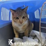 서울 강남구 한국 고양이 유기견 입양 정보