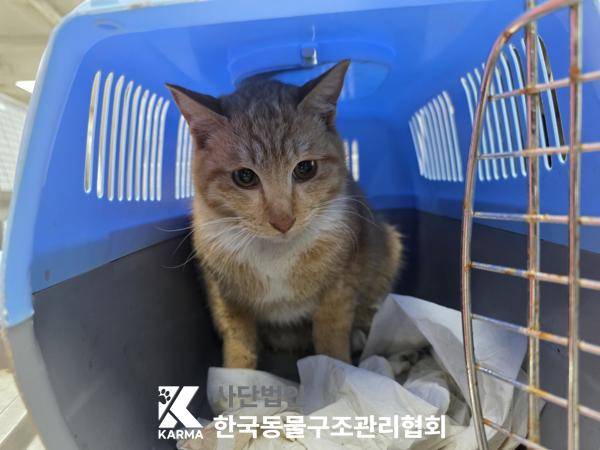 서울 강남구 한국 고양이 유기견 입양 정보