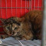 경남 김해시 한국 고양이 유기견 입양 정보