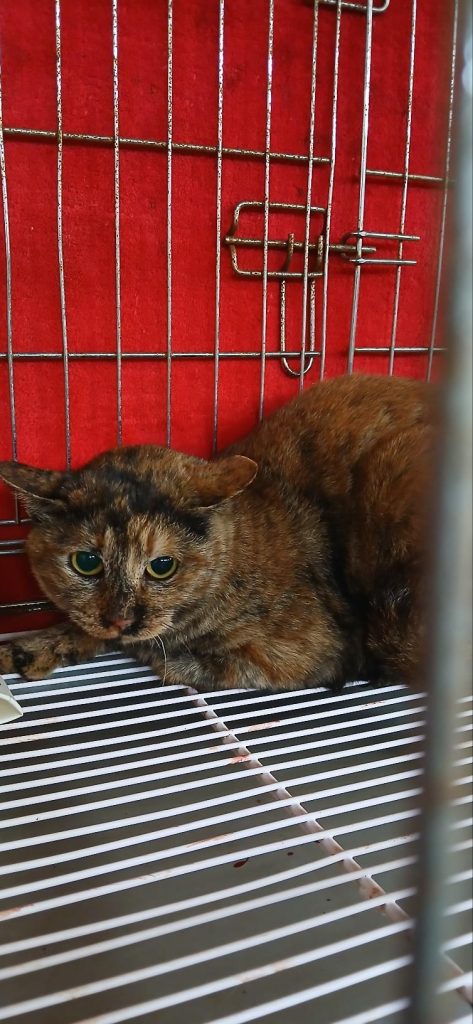 경남 김해시 한국 고양이 유기견 입양 정보