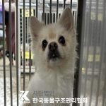 서울 성동구 포메라니안 유기견 입양 정보