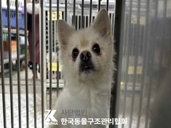 서울 성동구 포메라니안 유기견 입양 정보