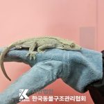 서울 광진구 기타축종 유기견 입양 정보