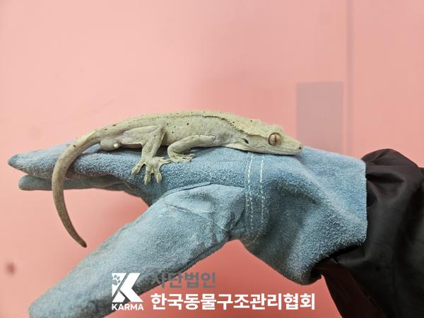 서울 광진구 기타축종 유기견 입양 정보