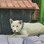 울산 북구 믹스견 유기견 입양 정보