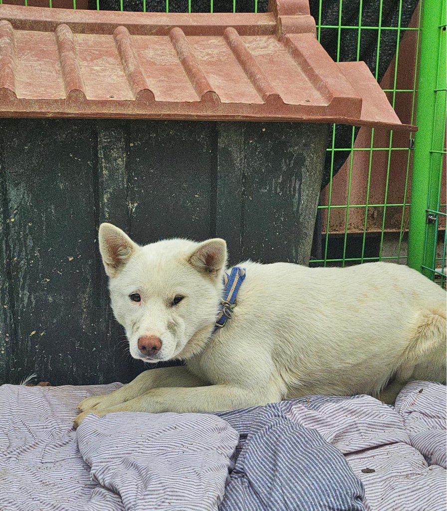 울산 북구 믹스견 유기견 입양 정보