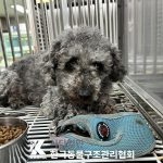 서울 성북구 푸들 유기견 입양 정보