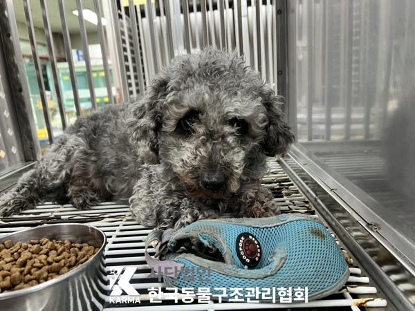 푸들