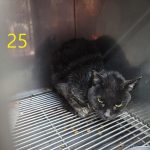 인천 계양구 한국 고양이 유기견 입양 정보