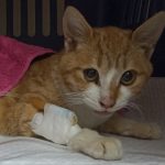 울산 북구 한국 고양이 유기견 입양 정보