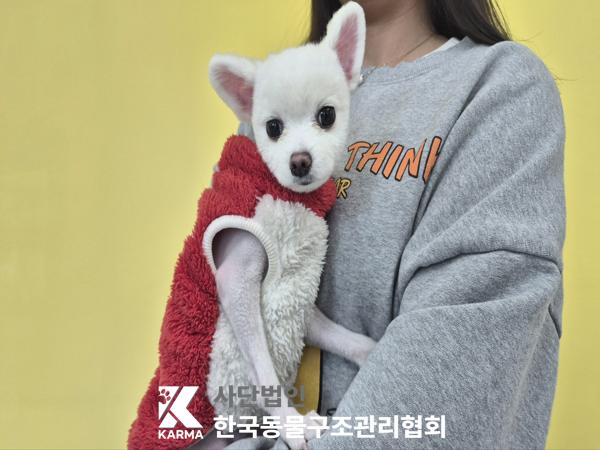 포메라니안