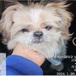 대전 대덕구 시츄 유기견 입양 정보