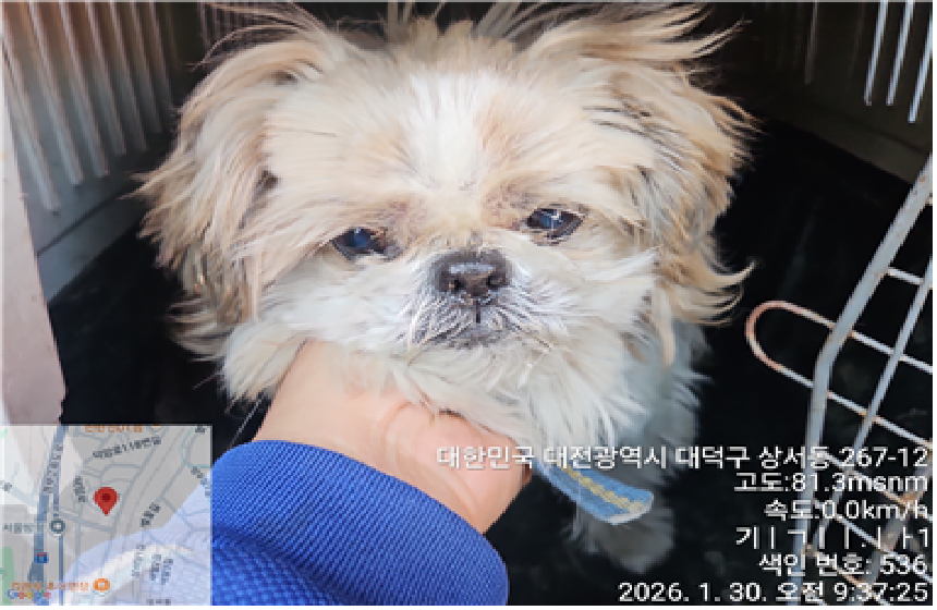 대전 대덕구 시츄 유기견 입양 정보