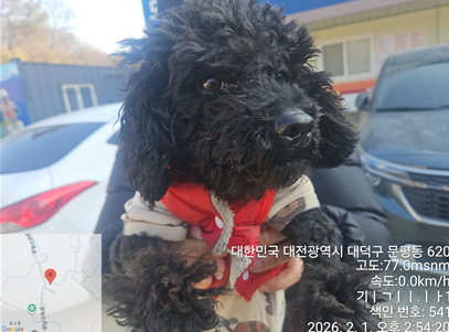 푸들