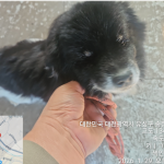 대전 유성구 믹스견 유기견 입양 정보
