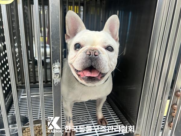 프렌치 불독