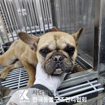 서울 강남구 프렌치 불독 유기견 입양 정보