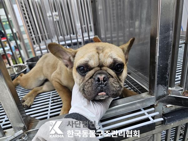 서울 강남구 프렌치 불독 유기견 입양 정보