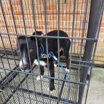 경남 통영시 믹스견 유기견 입양 정보