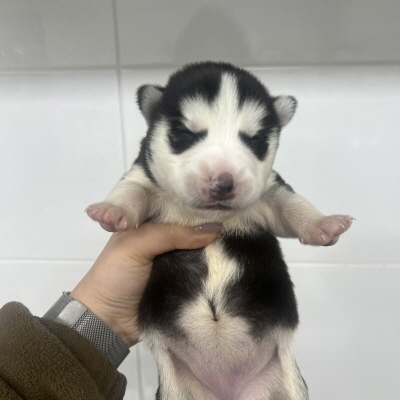 시베리안 허스키