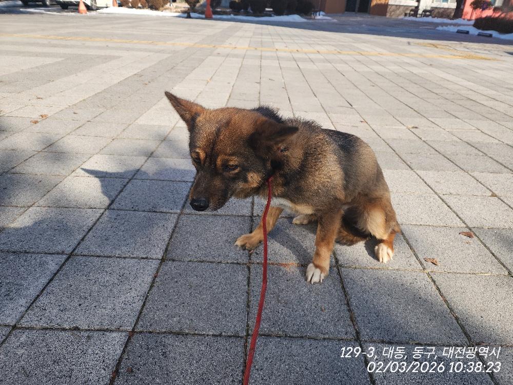 대전 동구 믹스견 유기견 입양 정보