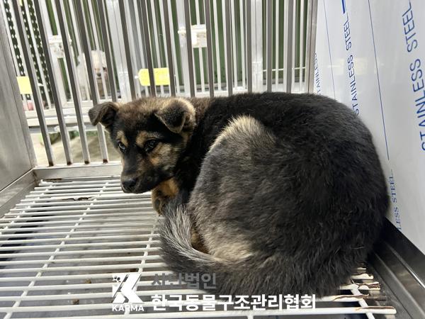 서울 종로구 믹스견 유기견 입양 정보