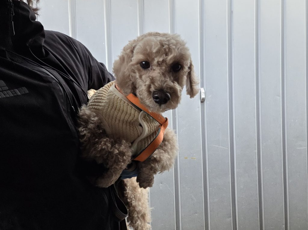 경기도 과천시 푸들 유기견 입양 정보
