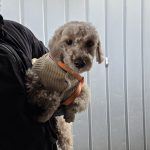 경기도 과천시 푸들 유기견 입양 정보