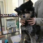 대구 달성군 포메라니안 유기견 입양 정보