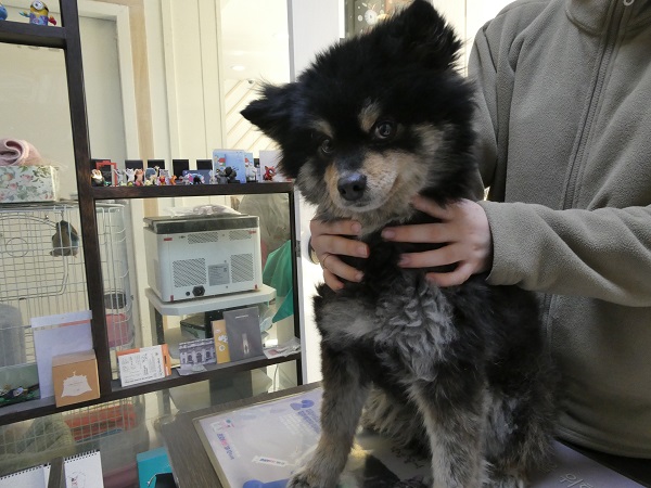 대구 달성군 포메라니안 유기견 입양 정보