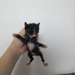 부산 중구 한국 고양이 유기견 입양 정보