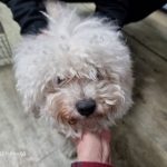 인천 미추홀구 비숑 프리제 유기견 입양 정보