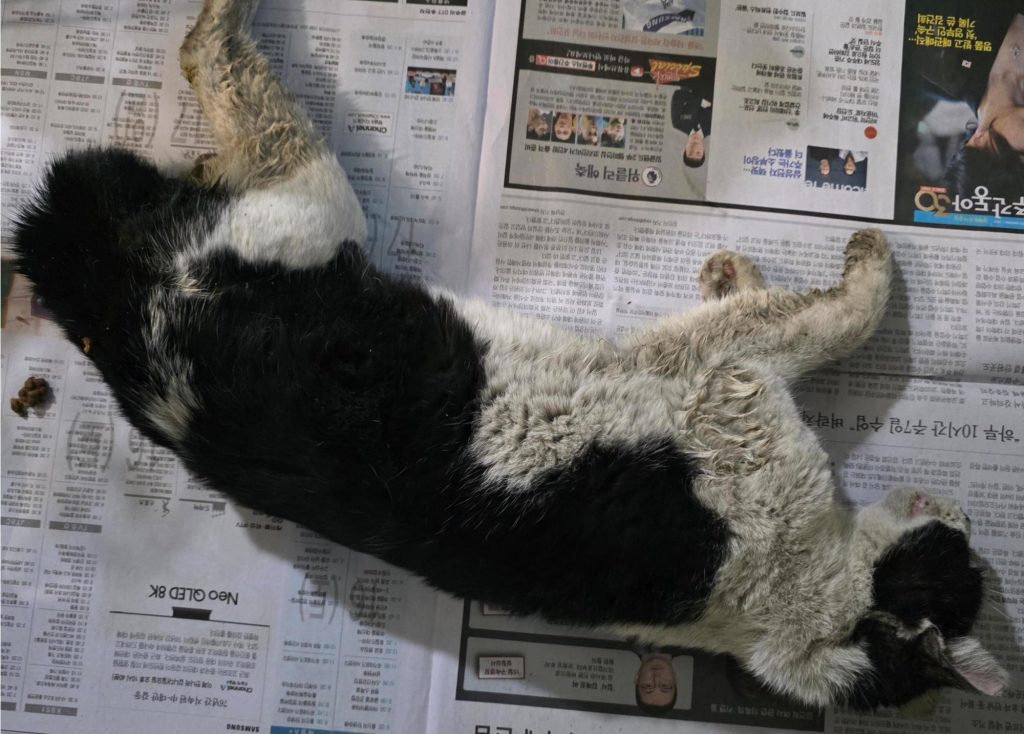 대구 동구 한국 고양이 유기견 입양 정보