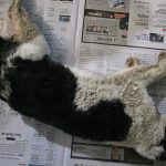 대구 동구 한국 고양이 유기견 입양 정보