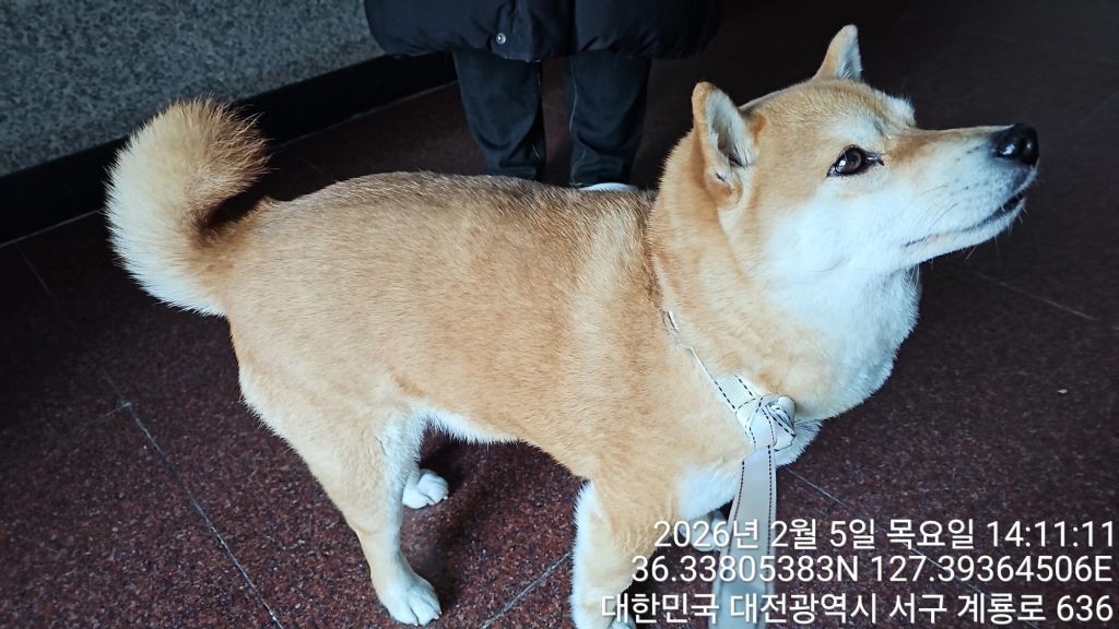 대전 서구 시바 유기견 입양 정보