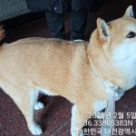 대전 서구 시바 유기견 입양 정보