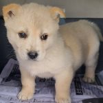 전남 신안군 믹스견 유기견 입양 정보