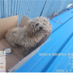 대전 대덕구 푸들 유기견 입양 정보