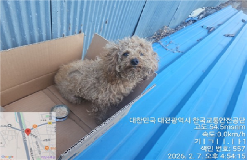 대전 대덕구 푸들 유기견 입양 정보
