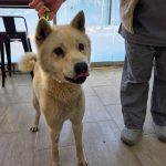 광주 광산구 믹스견 유기견 입양 정보