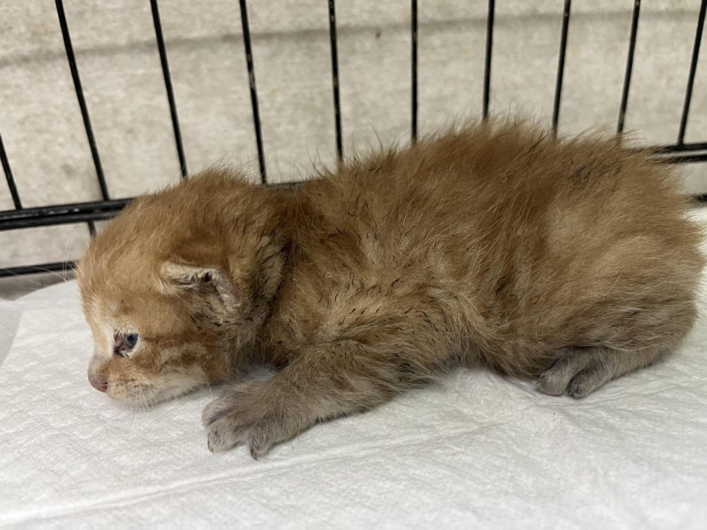 부산 연제구 한국 고양이 유기견 입양 정보