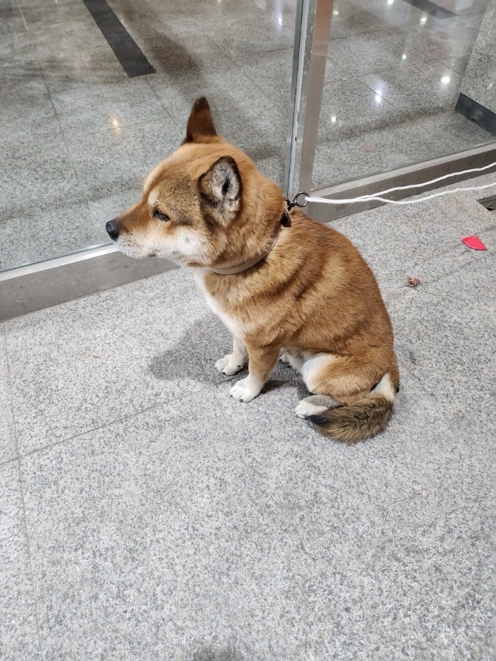믹스견