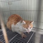 부산 서구 한국 고양이 유기견 입양 정보