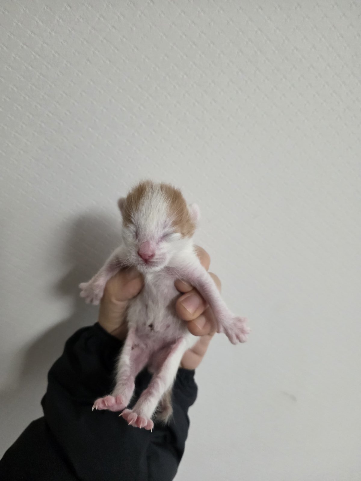 한국 고양이