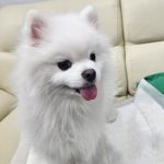 대구 군위군 포메라니안 유기견 입양 정보