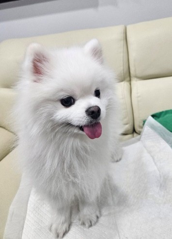포메라니안