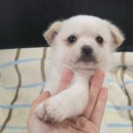 충남 예산군 믹스견 유기견 입양 정보