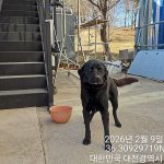 대전 서구 라브라도 리트리버 유기견 입양 정보