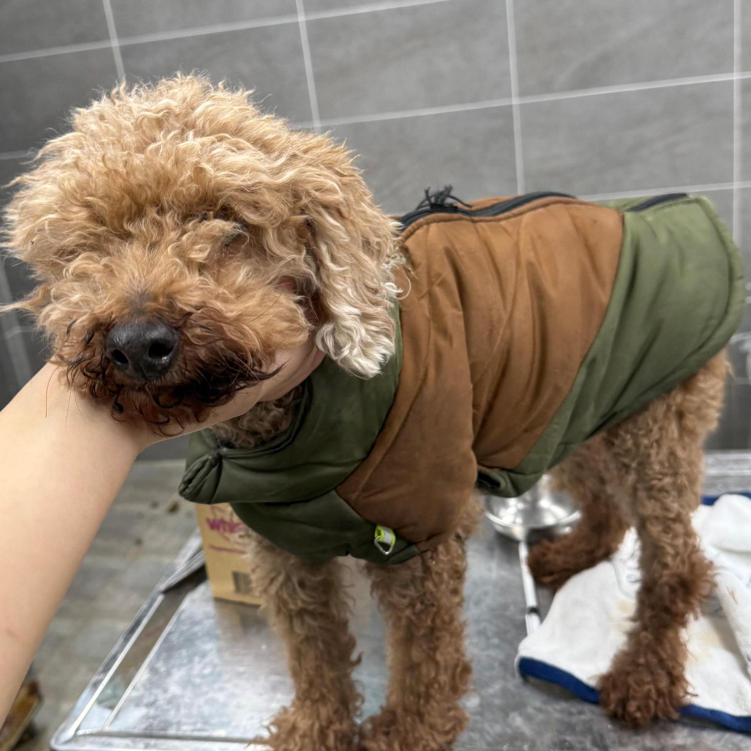 푸들